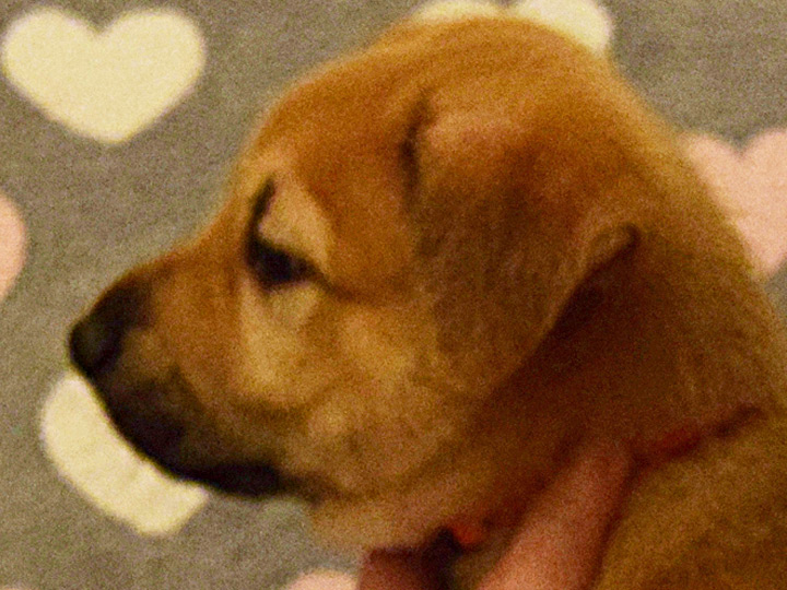 chinook puppy